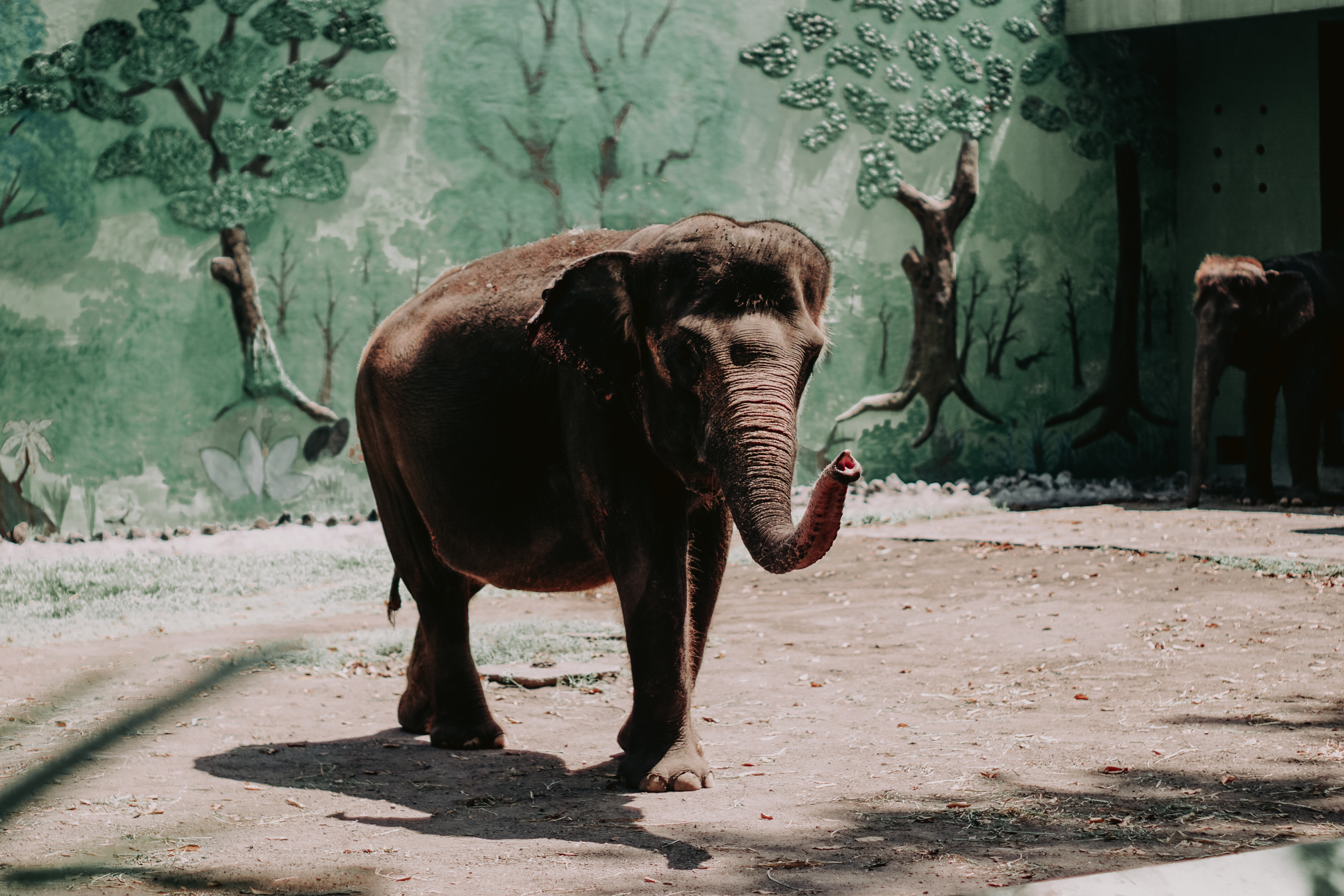 An elephant in front of a painted naturalistic forest mural on its enclosure wall — specialty habitat coating work at the San Diego Zoo